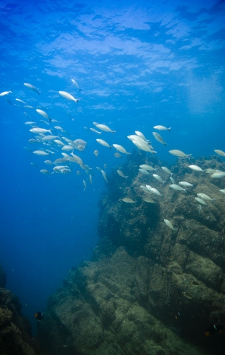  Translucent bottom boat ride